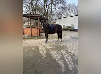 Connemara Mix, Wallach, 9 Jahre, 157 cm, Brauner