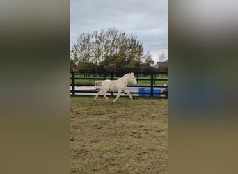 Connemara, Wallach, Fohlen (04/2025), 148 cm, Cremello