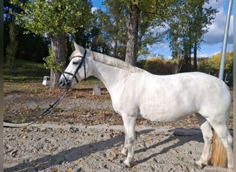 Connemara, Yegua, 10 años, 148 cm, Tordo