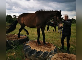 Connemara Mestizo, Yegua, 10 años, 156 cm, Buckskin/Bayo