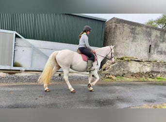 Connemara, Yegua, 11 años, 148 cm, Cremello