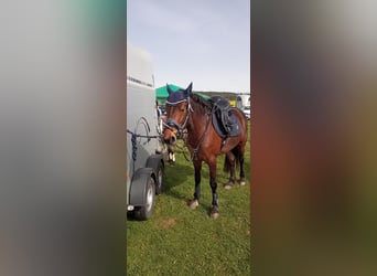 Connemara, Yegua, 11 años, 155 cm, Castaño