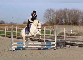 Connemara, Yegua, 11 años, 156 cm, Cremello