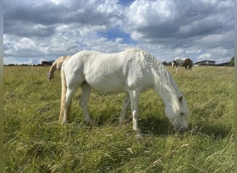 Connemara, Yegua, 12 años, 150 cm, Tordo