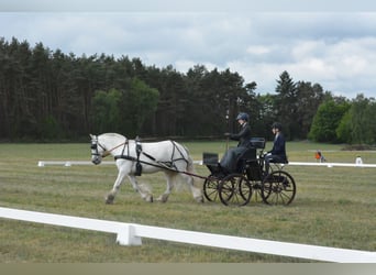 Connemara Mestizo, Yegua, 13 años, 152 cm, Tordo picazo