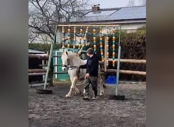 Connemara Mestizo, Yegua, 15 años, 154 cm, Tordo