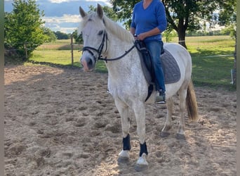 Connemara Mestizo, Yegua, 15 años, 154 cm, Tordo