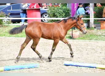 Connemara, Yegua, 1 año, 147 cm, Castaño
