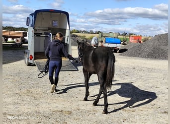 Connemara Mestizo, Yegua, 1 año, 147 cm, Negro Connemara Mestizo, Yegua, 1 año, 147 cm, Negro
