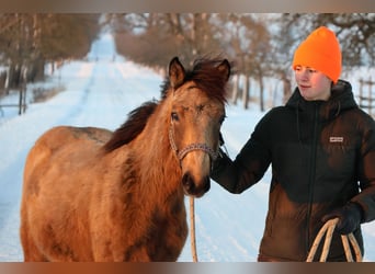 Connemara Mestizo, Yegua, 1 año, 148 cm, Buckskin/Bayo