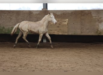 Connemara Mestizo, Yegua, 1 año, 150 cm, Cremello