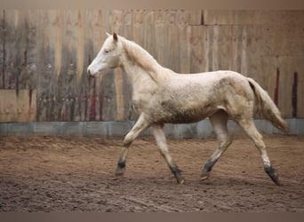 Connemara Mestizo, Yegua, 1 año, 150 cm, Cremello