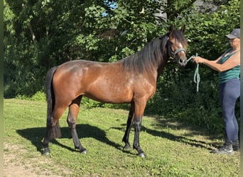 Connemara, Yegua, 2 años, 140 cm, Castaño