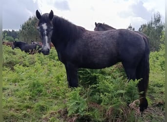 Connemara, Yegua, 2 años, 141 cm, Tordo