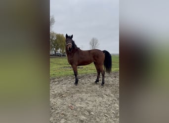 Connemara, Yegua, 2 años, 151 cm, Castaño