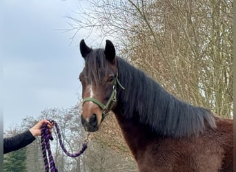 Connemara, Yegua, 3 años, 140 cm, Castaño