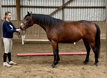 Connemara, Yegua, 3 años, 142 cm, Castaño