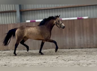 Connemara, Yegua, 3 años, 144 cm, Buckskin/Bayo