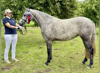 Connemara, Yegua, 3 años, 144 cm, Tordo rodado