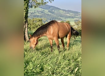Connemara, Yegua, 3 años, 145 cm, Castaño