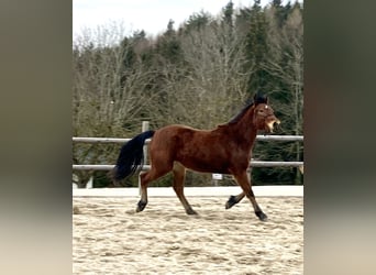 Connemara, Yegua, 3 años, 145 cm, Castaño