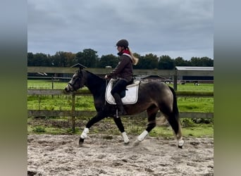 Connemara, Yegua, 3 años, 146 cm, Buckskin/Bayo