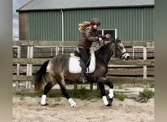 Connemara, Yegua, 3 años, 146 cm, Buckskin/Bayo