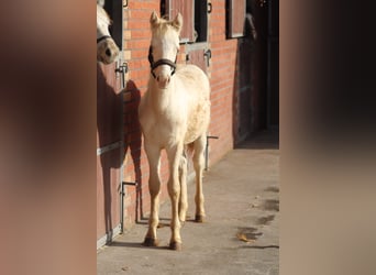 Connemara, Yegua, 3 años, 147 cm, Cremello