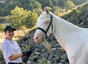 Connemara, Yegua, 3 años, 147 cm, Cremello