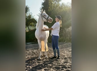 Connemara, Yegua, 3 años, 147 cm, Cremello