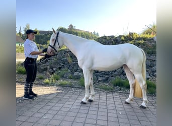 Connemara, Yegua, 3 años, 147 cm, Cremello