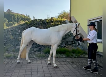 Connemara, Yegua, 3 años, 147 cm, Cremello