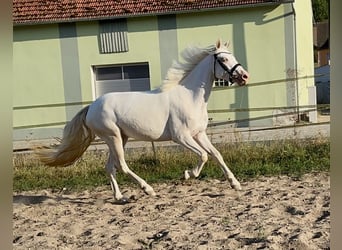 Connemara, Yegua, 3 años, 147 cm, Cremello