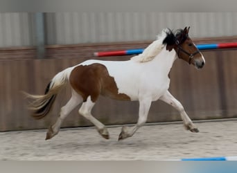 Connemara Mestizo, Yegua, 3 años, 147 cm, Pío