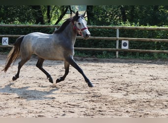 Connemara, Yegua, 3 años, 147 cm, Tordillo negro