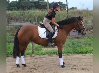 Connemara, Yegua, 3 años, 148 cm