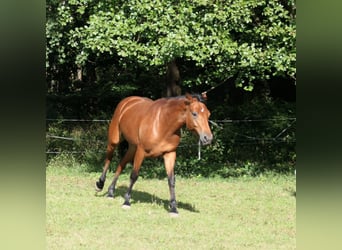 Connemara, Yegua, 3 años, 148 cm, Castaño