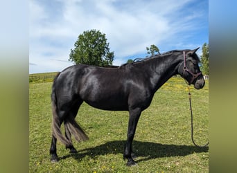 Connemara, Yegua, 3 años, 148 cm, Tordo