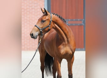 Connemara, Yegua, 3 años, 150 cm, Castaño
