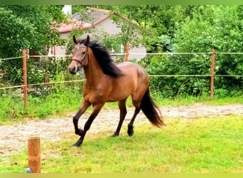Connemara, Yegua, 3 años, 151 cm, Castaño