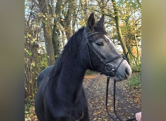 Connemara, Yegua, 3 años, 156 cm, Tordillo negro