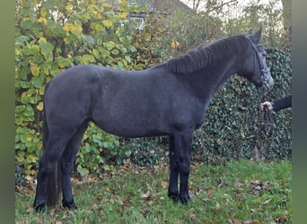 Connemara, Yegua, 3 años, 156 cm, Tordillo negro