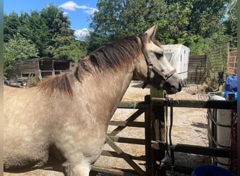 Connemara Mestizo, Yegua, 3 años, 163 cm, Bayo