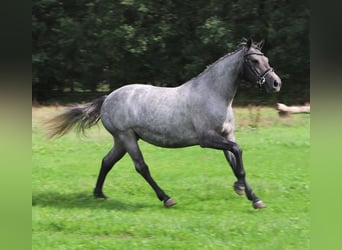 Connemara, Yegua, 3 años, Ruano alazán