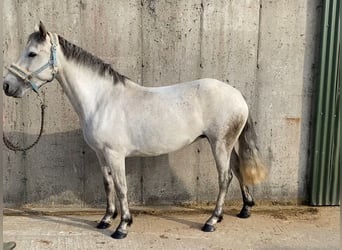 Connemara, Yegua, 4 años, 138 cm, Tordo