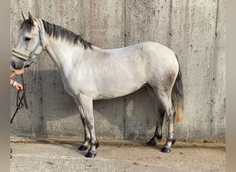 Connemara, Yegua, 4 años, 138 cm, Tordo