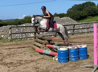 Connemara, Yegua, 4 años, 138 cm, Tordo