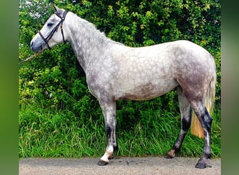 Connemara, Yegua, 4 años, 138 cm, Tordo rodado