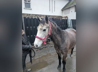 Connemara, Yegua, 4 años, 140 cm