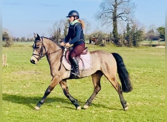 Connemara, Yegua, 4 años, 142 cm, Bayo